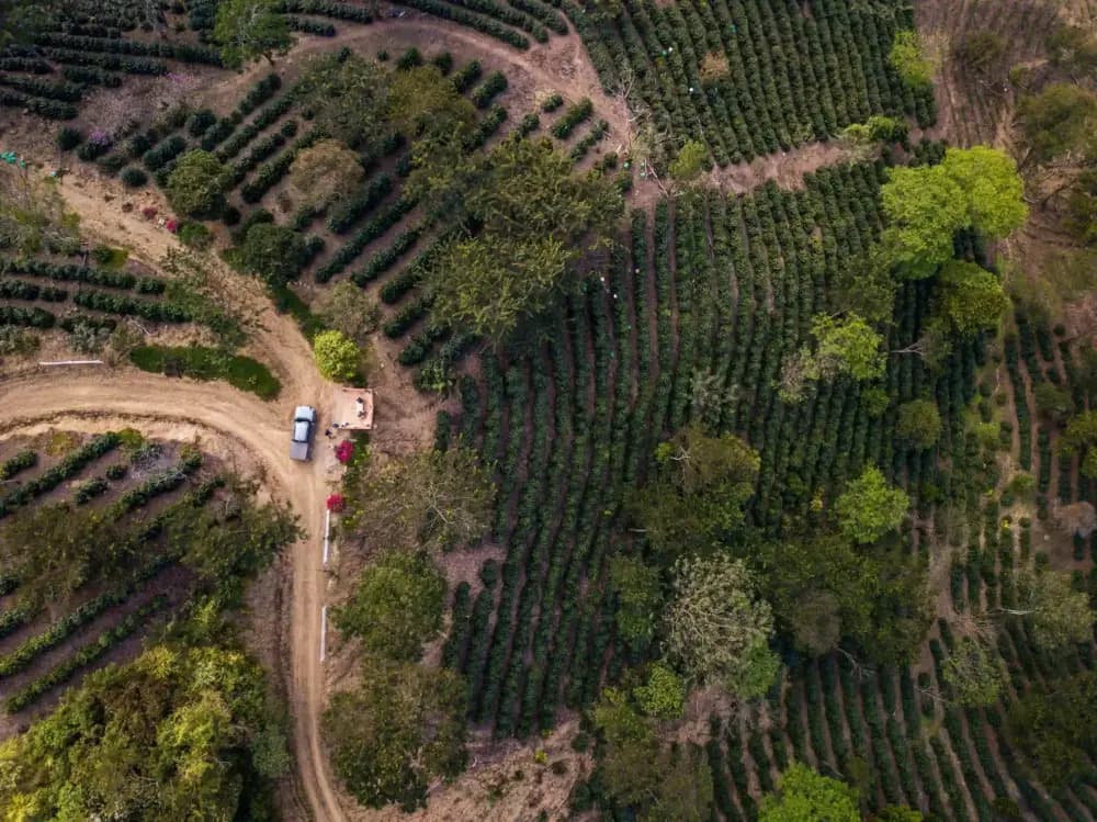Aerial view of a coffee farm in Bolivia