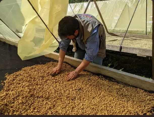 Arbeiter beim Trocknen und Kontrollieren von Kaffeebohnen