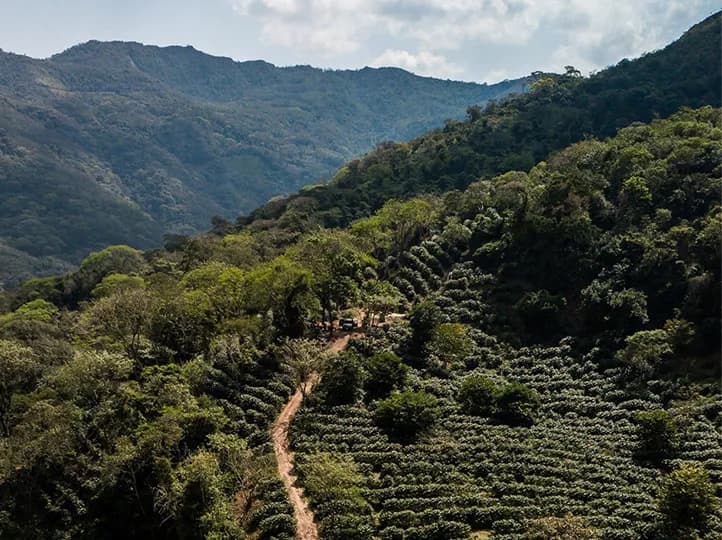 Kaffeefarm Landschaft in den bolivianischen Yungas