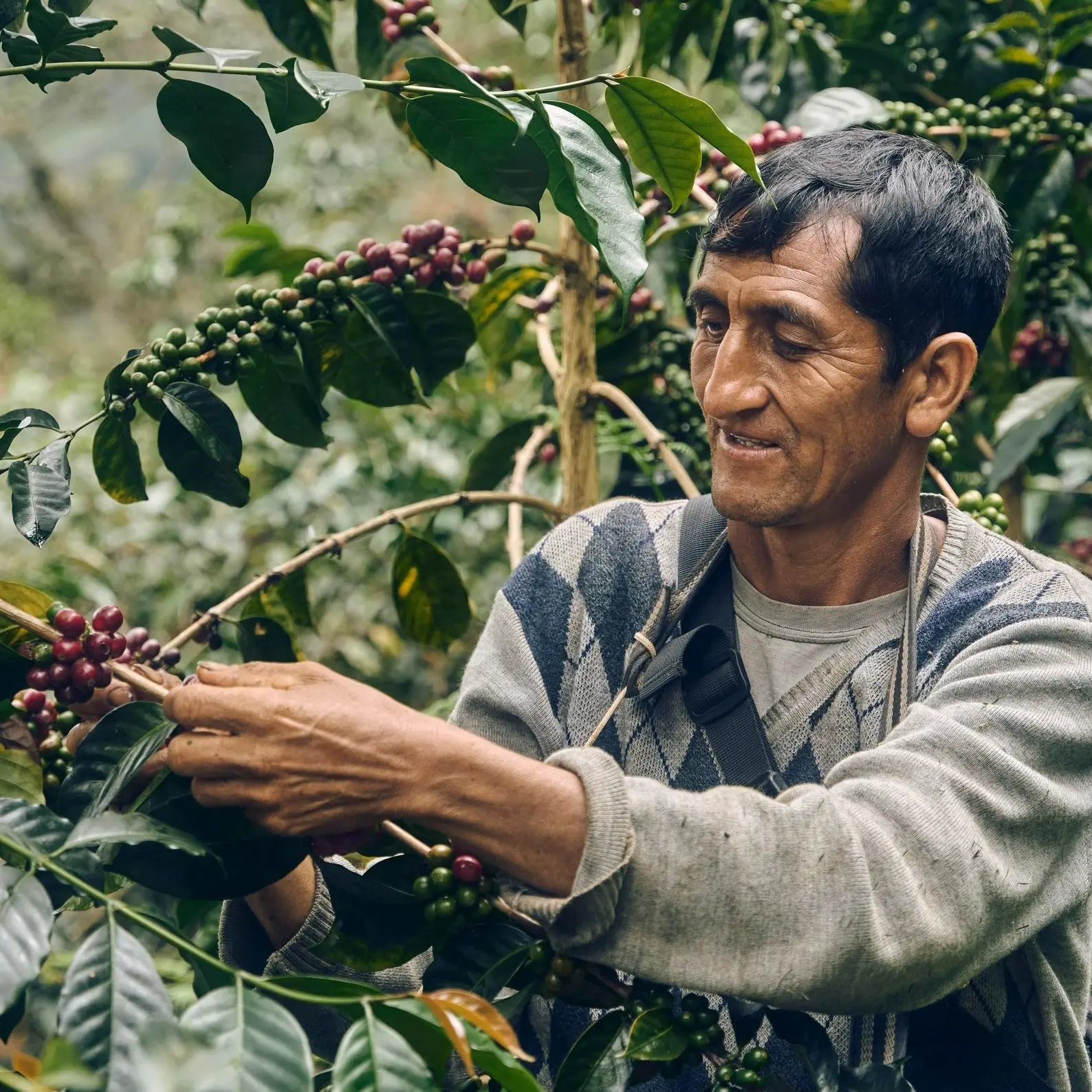 Kaffeebauer bei der Ernte von Kaffeekirschen